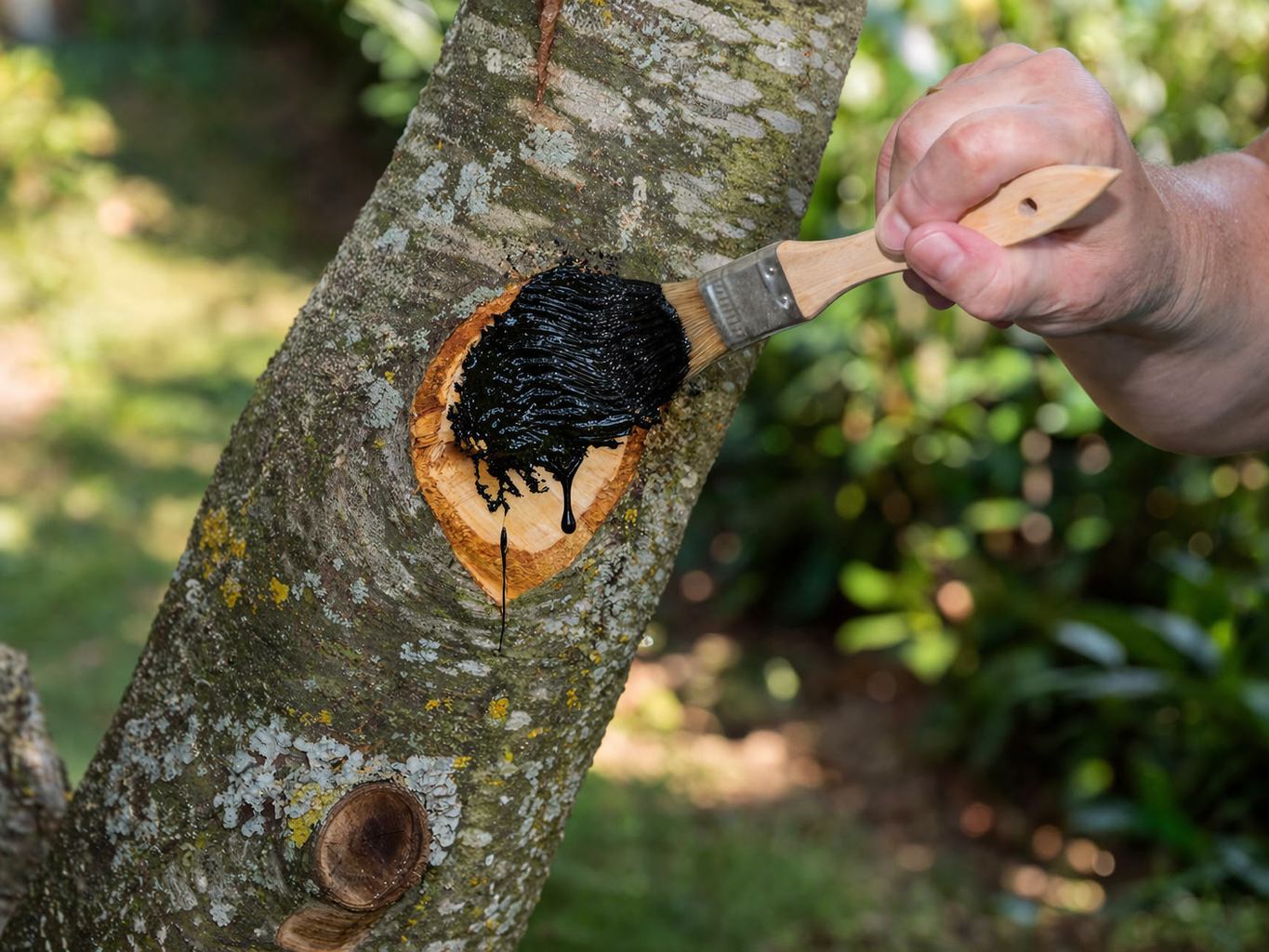 استخدام القطران في دهان الأشجار
