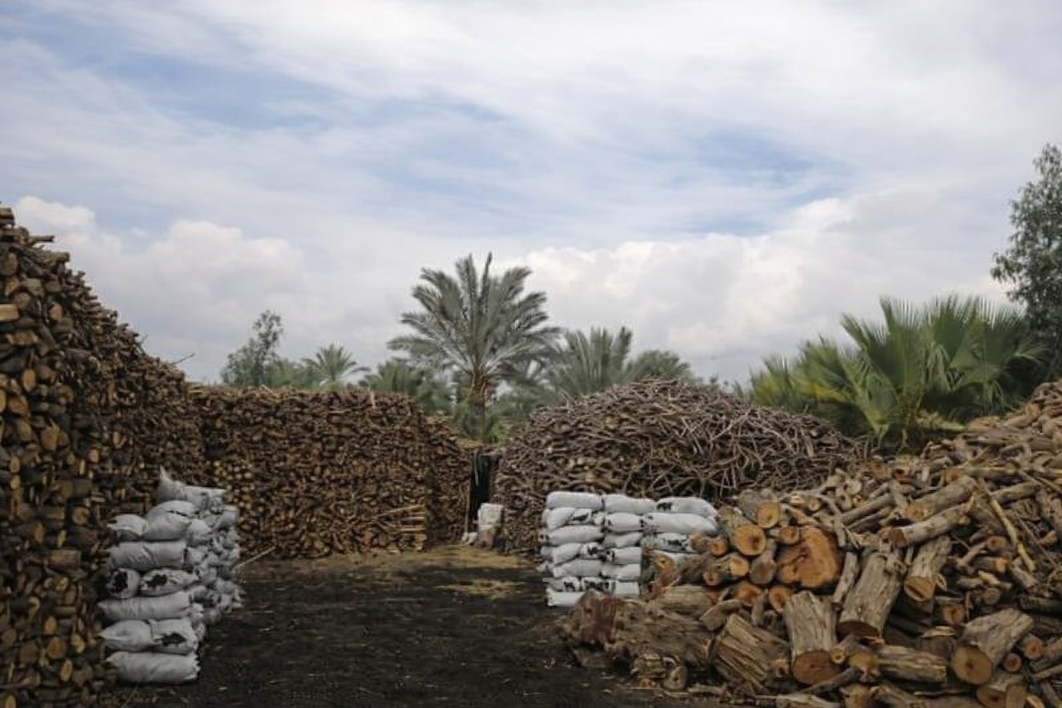 أخشاب مقطوعة