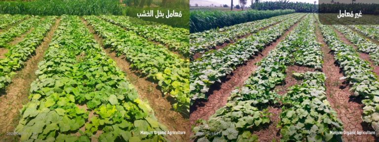 نتائج خل الخشب علي محصول الخيار في مصر